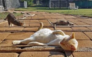 gatti distesi