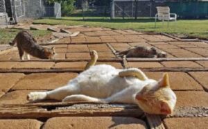 In questo luogo esiste il Santuario Felino più grande che ci sia al mondo: oltre 700 mici tutti da coccolare