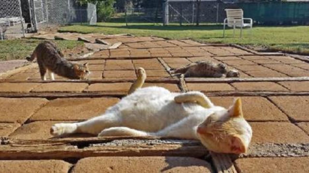 gatti al sole