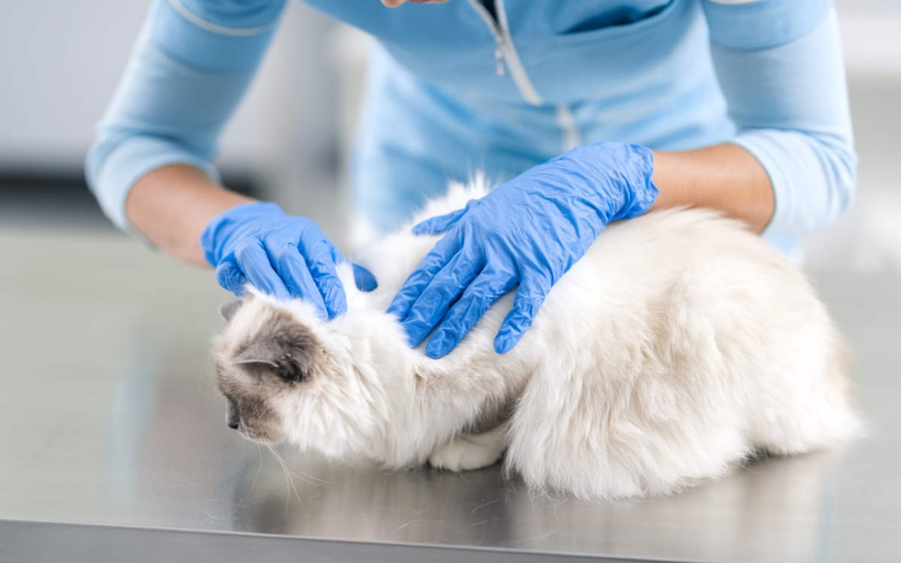 gatto che viene visitato dal veterinario