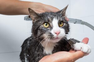 Come e quando usare lo shampoo antiparassitario sul gatto?
