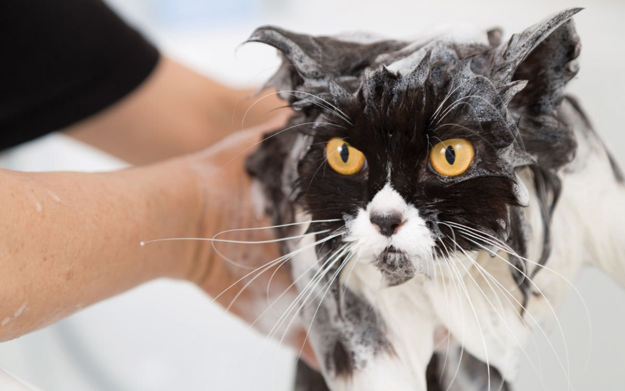 fare lo shampoo al gatto