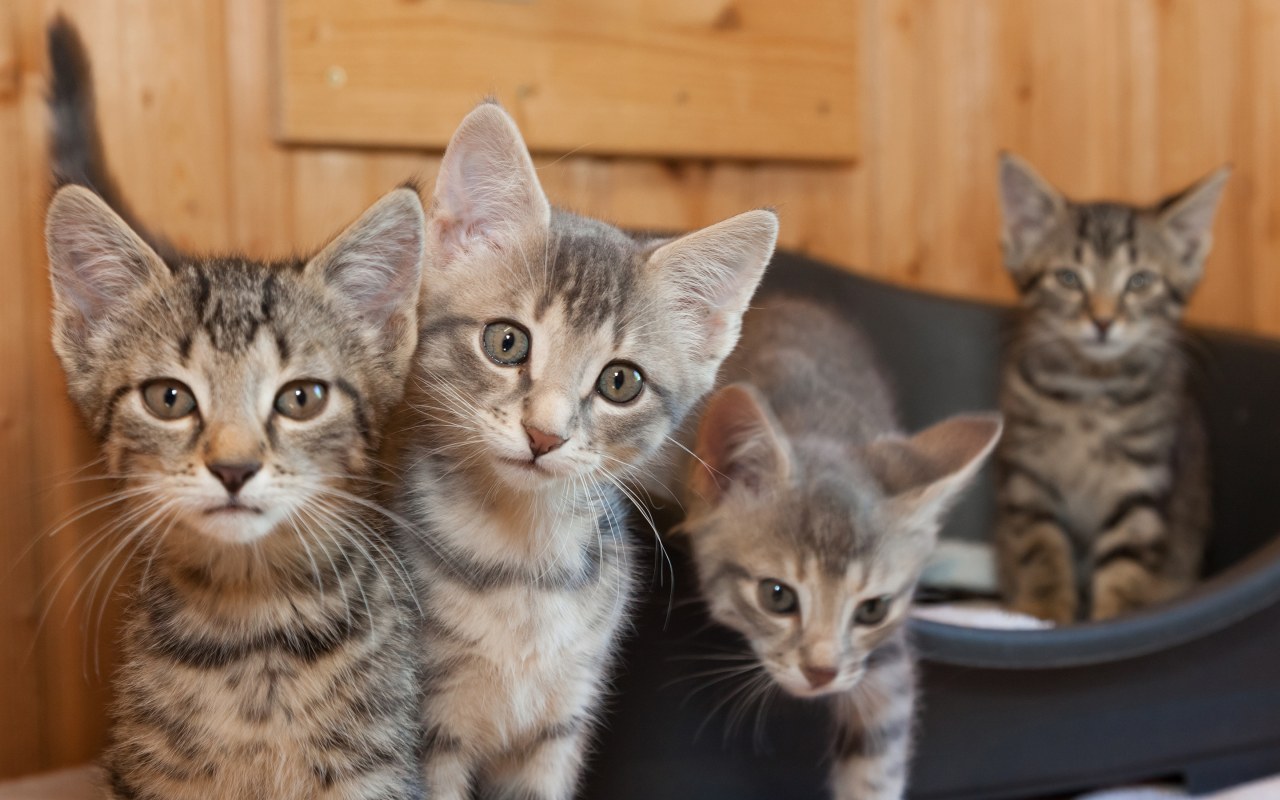 gattini di una stessa cucciolata