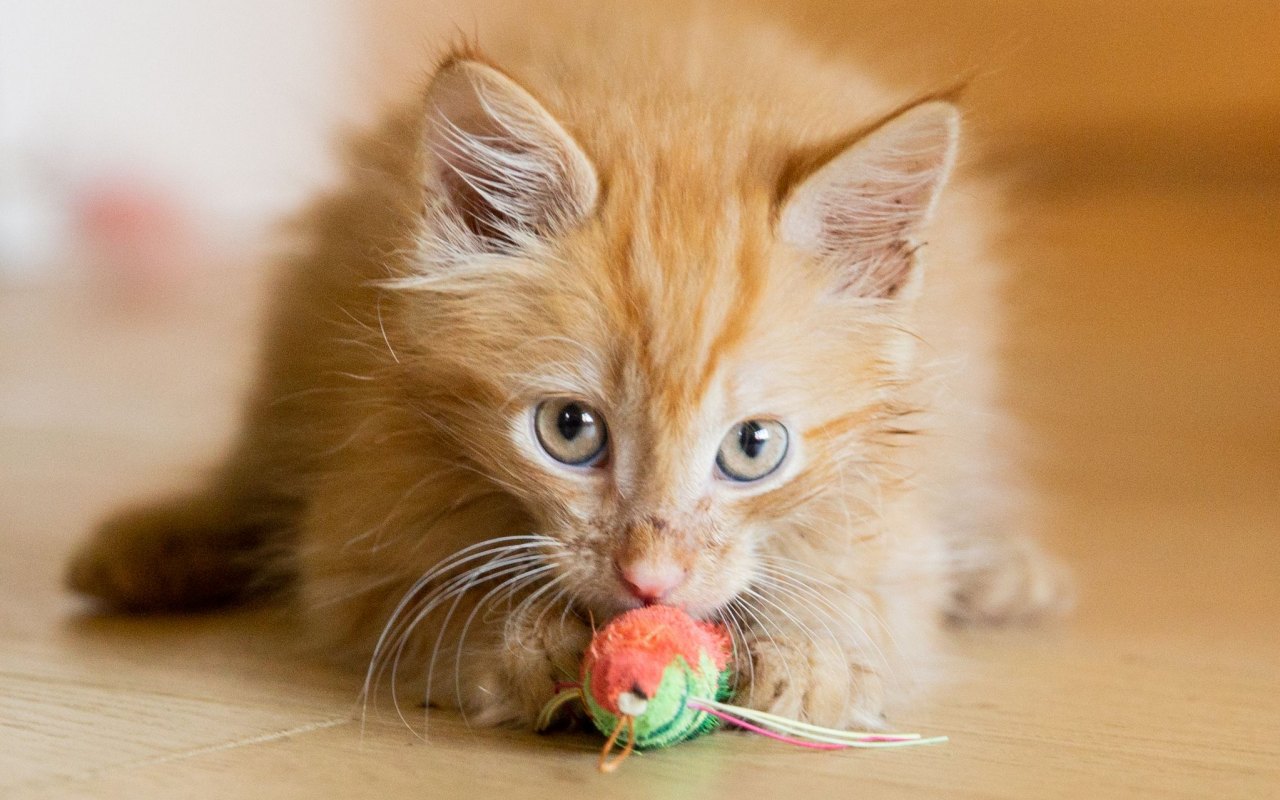 gattino arancione che gioca