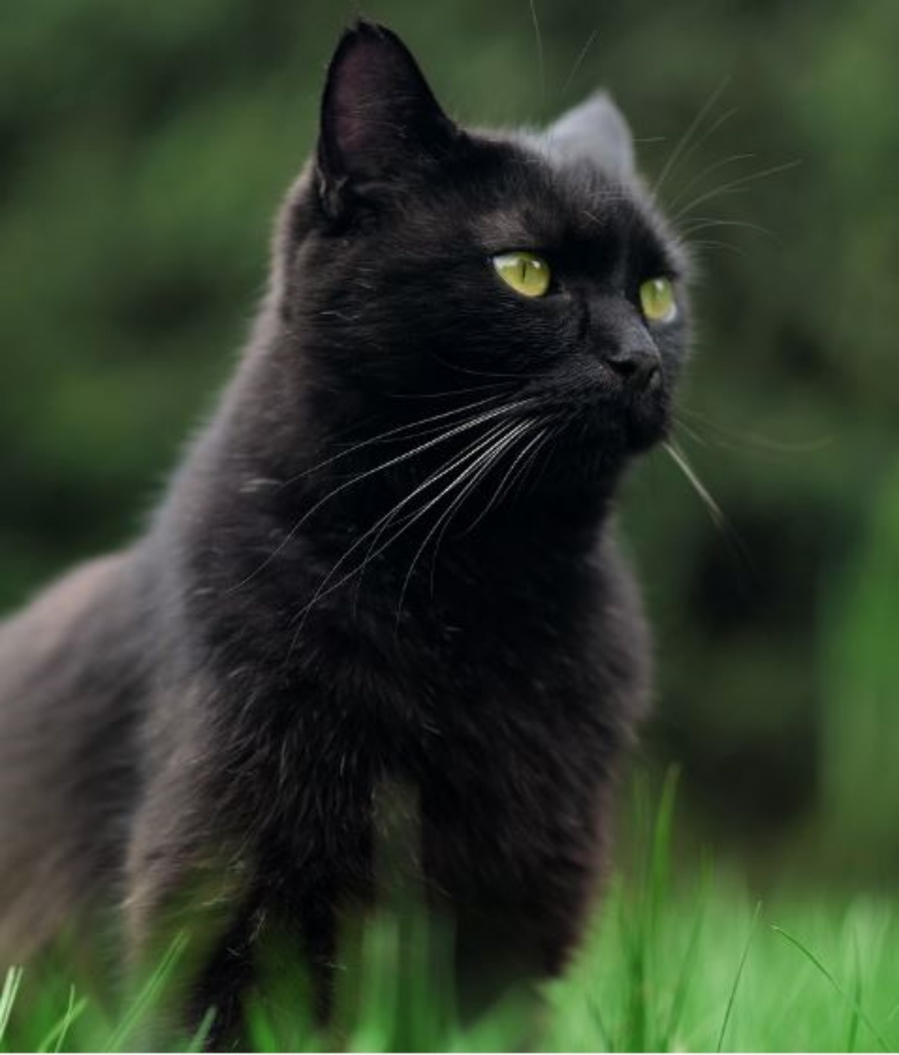 un gatto nero di nome Tomato