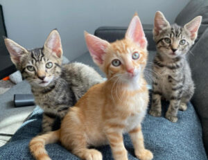 5 bellissime foto di gattini che vi faranno venire voglia di adottare un’intera cucciolata