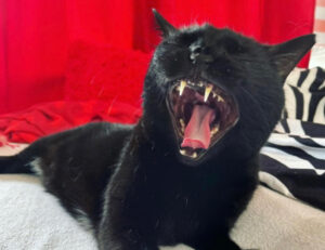 5 foto di gatti che hanno tutta l’intenzione di essere spaventosi: ci saranno riusciti? 