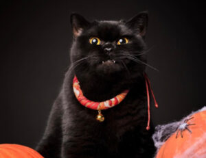 5 foto di gatti neri (e non solo) pronti per una stregatissima notte di Halloween