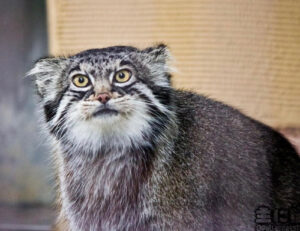 5 foto di gatti sofficissimi che vi faranno venire voglia di accarezzarli e spupazzarli