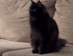 Affascinato? No, preoccupato: questo gatto guarda gli Aristogatti palesemente in soggezione