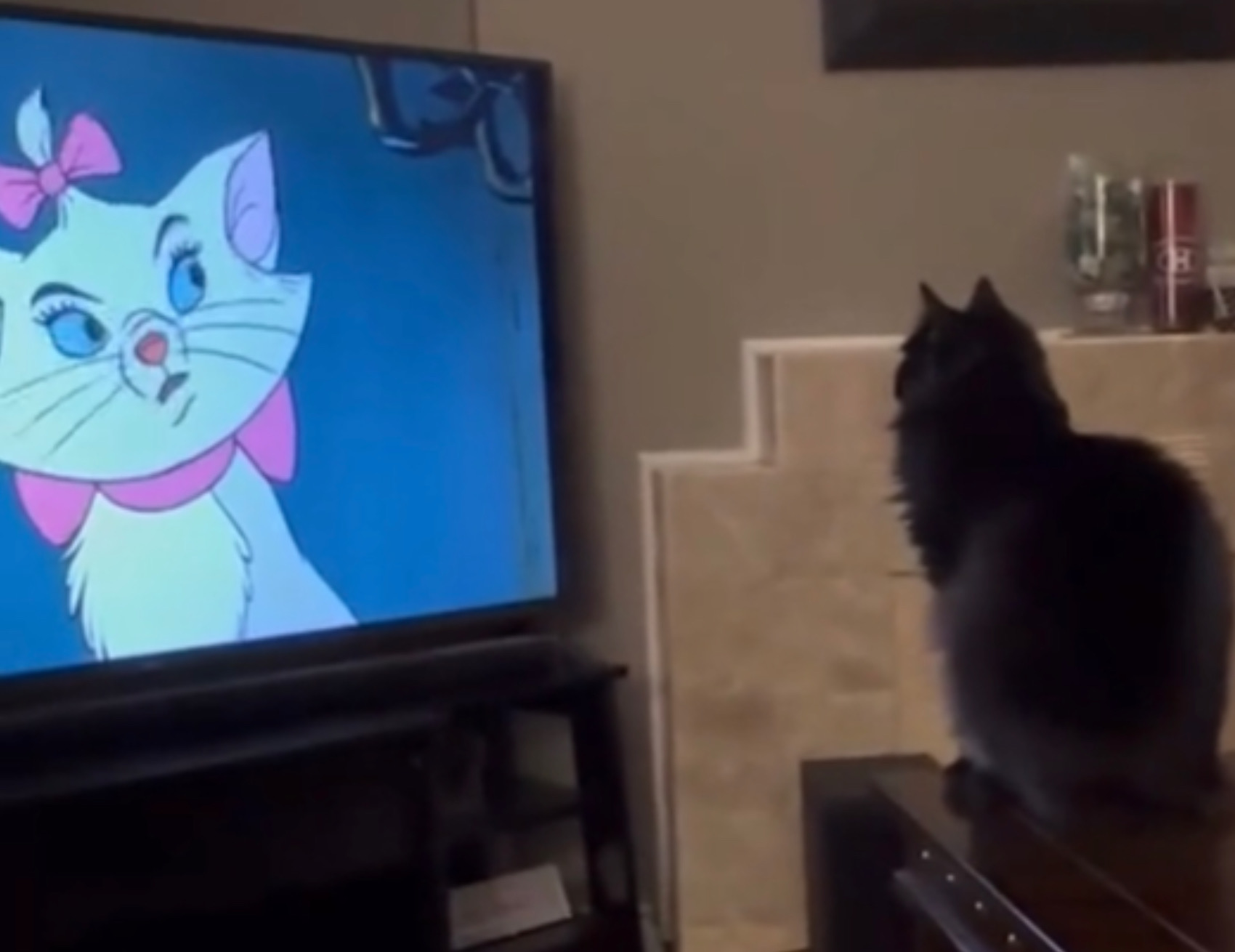 Gatto guarda la Tv
