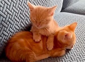 Appena arrivati nella loro nuova famiglia, i gattini trovano il modo per esprimere tutto l’amore che hanno dentro