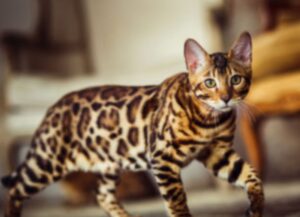 Compra un Blu di Russia, pensando fosse un gatto splendido: non immaginava che avrebbe preso una multa