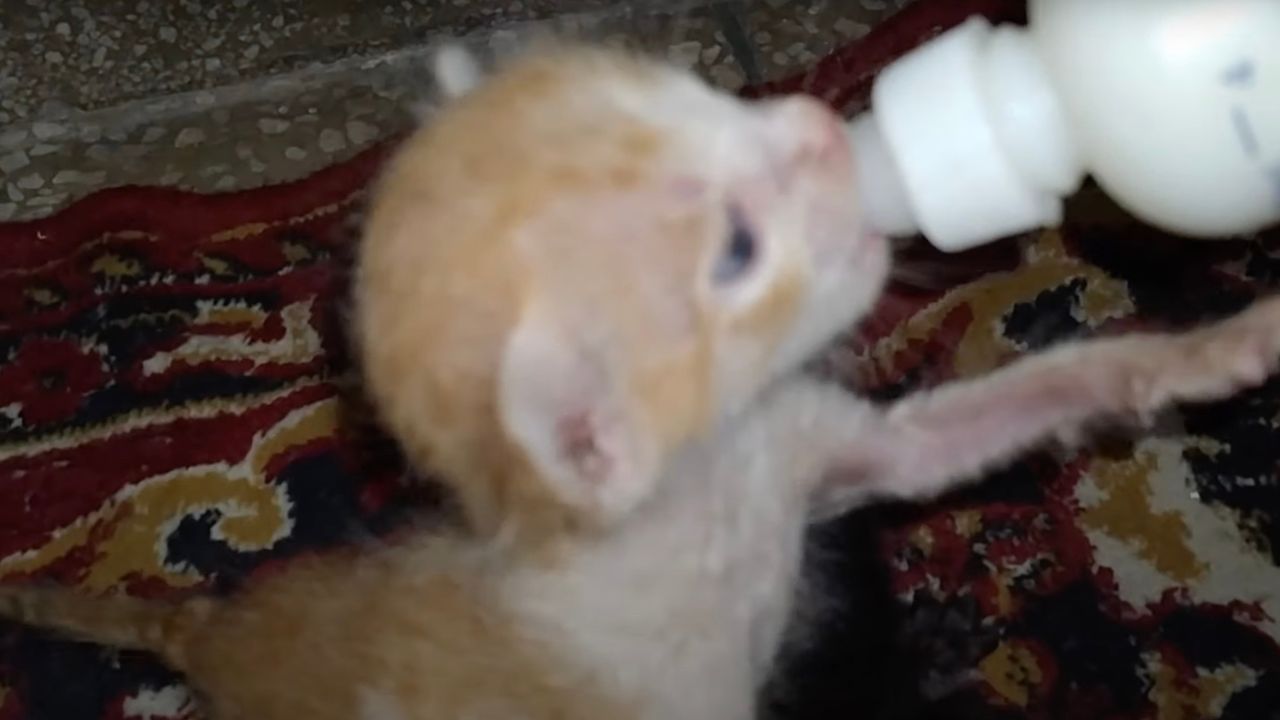 Gattino beve dal biberon