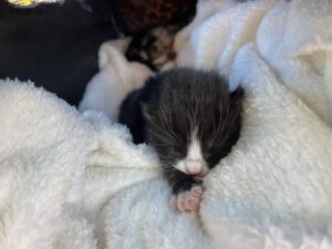 Due gattini non hanno fermato chi non ha scrupoli: la mamma gatta e i suoi micini sono stati abbandonati al freddo