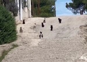 È a dir poco temibile: il gruppo di gatti, immobile, riesce nell’intento di intimorire il cagnolino