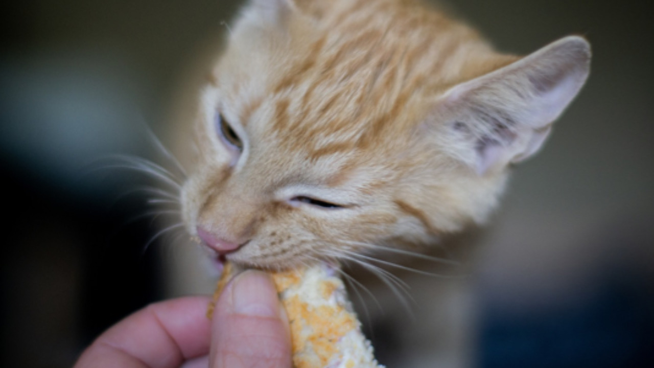 Gatto mangia il pane