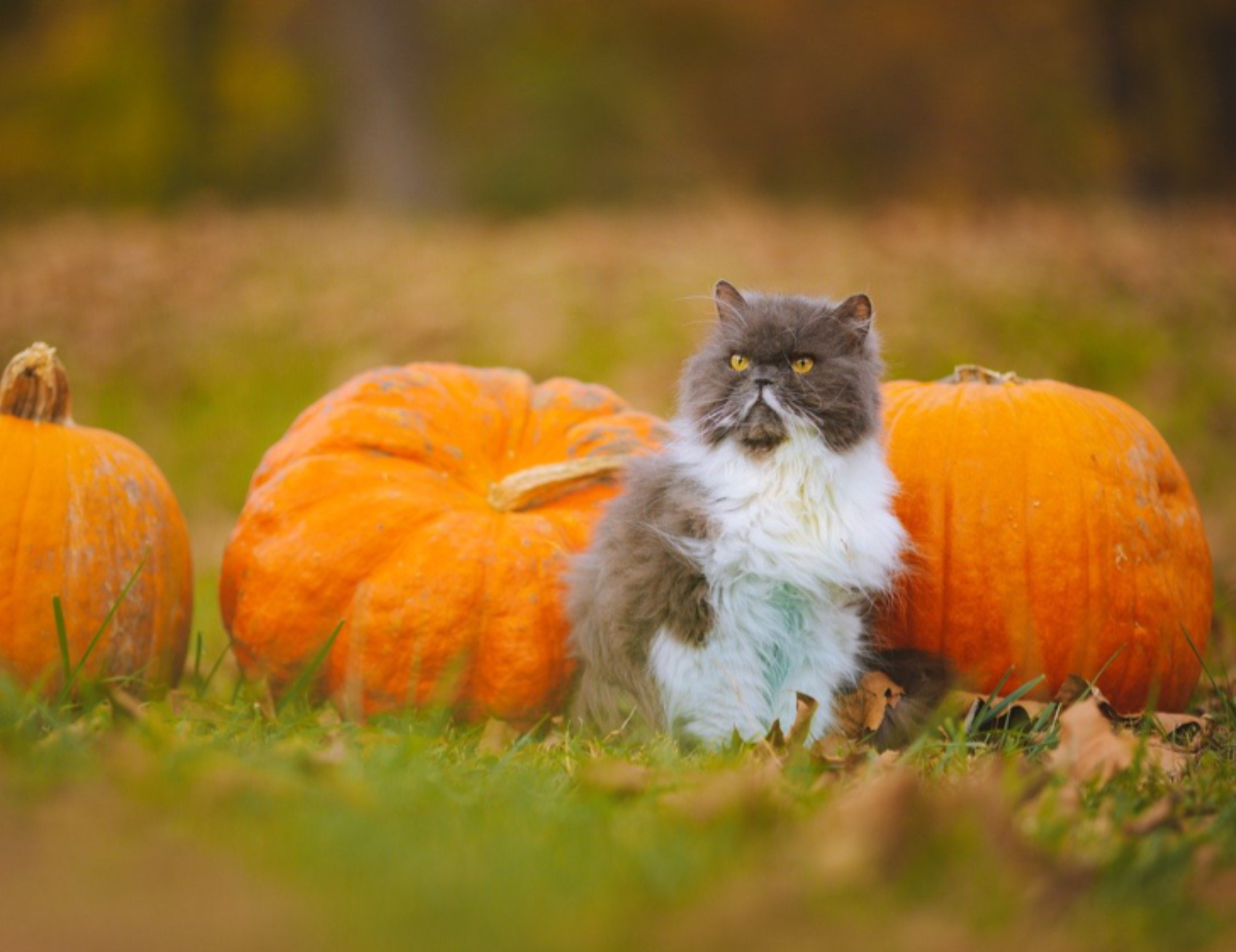Gatto con le zucche