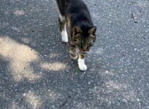 È successo sul serio: il gatto ha scelto i suoi nuovi proprietari mentre passeggiavano con il loro cane