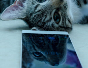E tu sapevi che esiste un’app che serve per riconoscere la razza del tuo gatto?