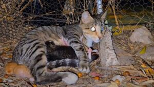 È un vero miracolo: mamma gatta e i suoi micini hanno trovato degli angeli che hanno vegliato su di loro per un mese