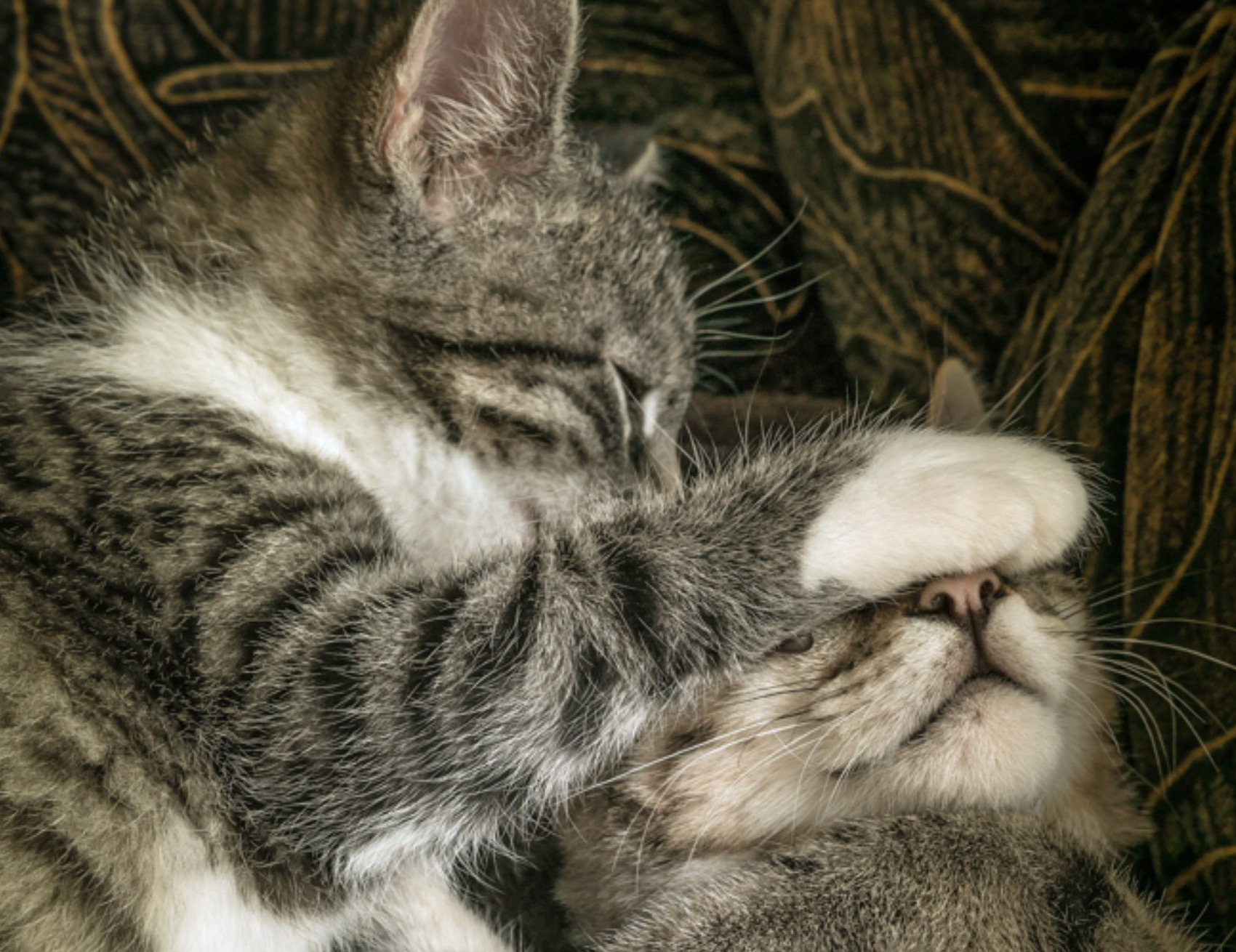 Gatto accarezza il gatto