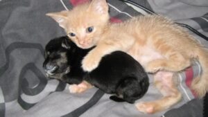 Gattina randagia “adotta” un cucciolo orfano e la coppia è ora inseparabile