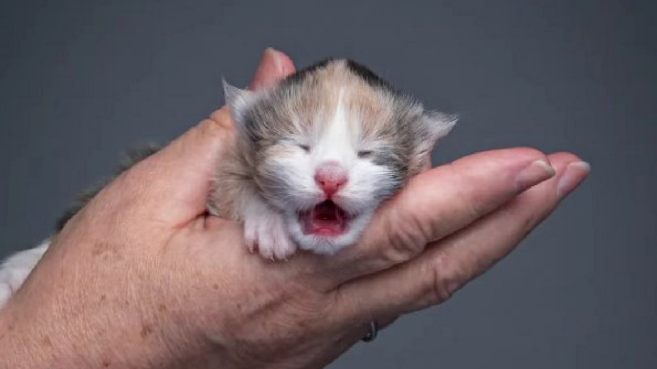 gattino piccolo