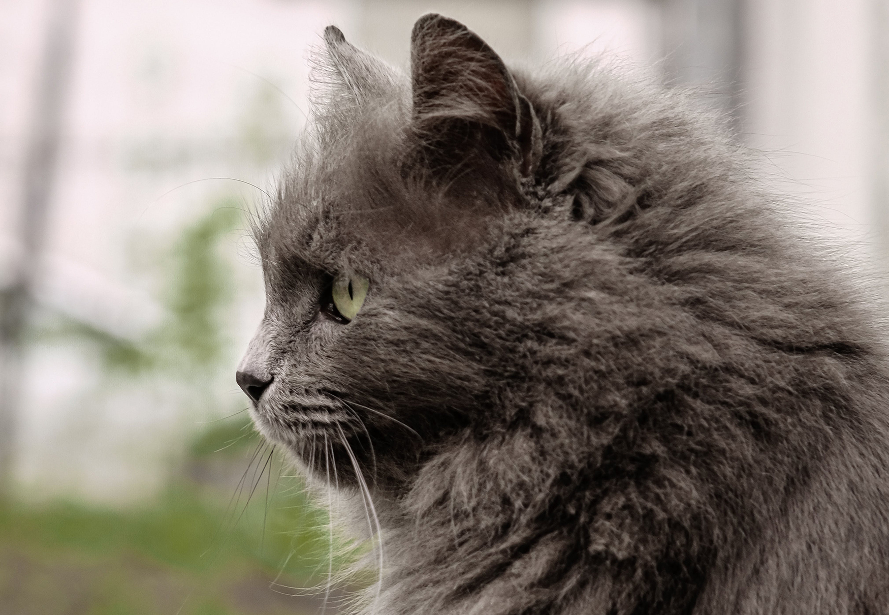 Gatto di razza Nebelung