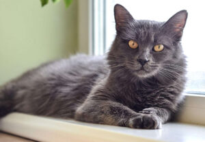 Nebelung, gatto raro: origine, storia e cose fondamentali da sapere  --- (Fonte immagine: https://www.ilmiogattoeleggenda.it/wp-content/uploads/2023/10/Gatto-Nebelung-carattere-5-300x207.jpg)