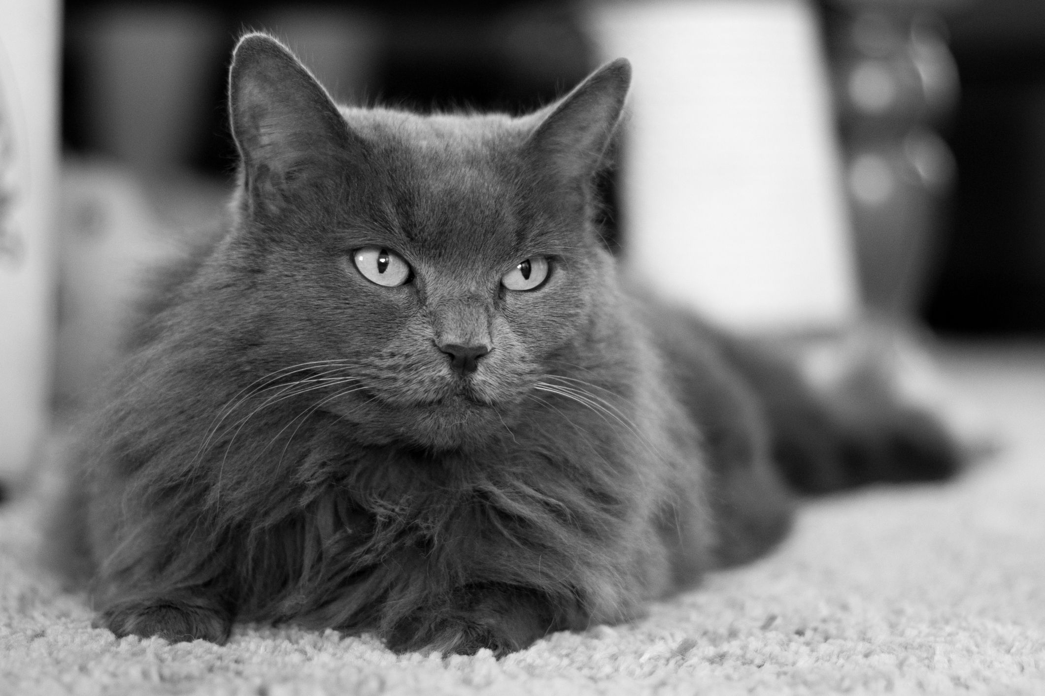 Gatto Nebelung, carattere: cosa sapere su indole e temperamento  --- (Fonte immagine: https://www.ilmiogattoeleggenda.it/wp-content/uploads/2023/10/Gatto-Nebelung-carattere.jpg)