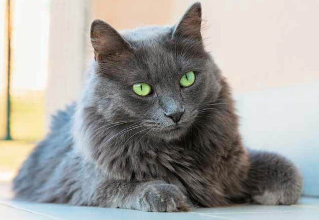 Gatto Nebelung, pelo: informazioni utili sul manto di questo micio raro