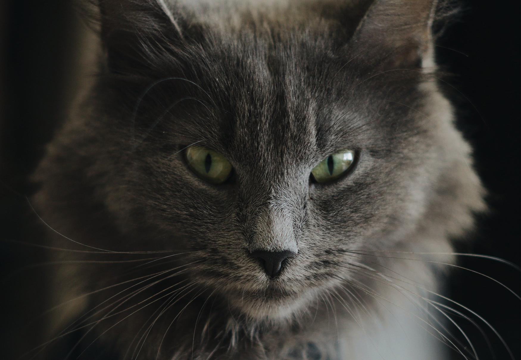 gatto con pelo scuro