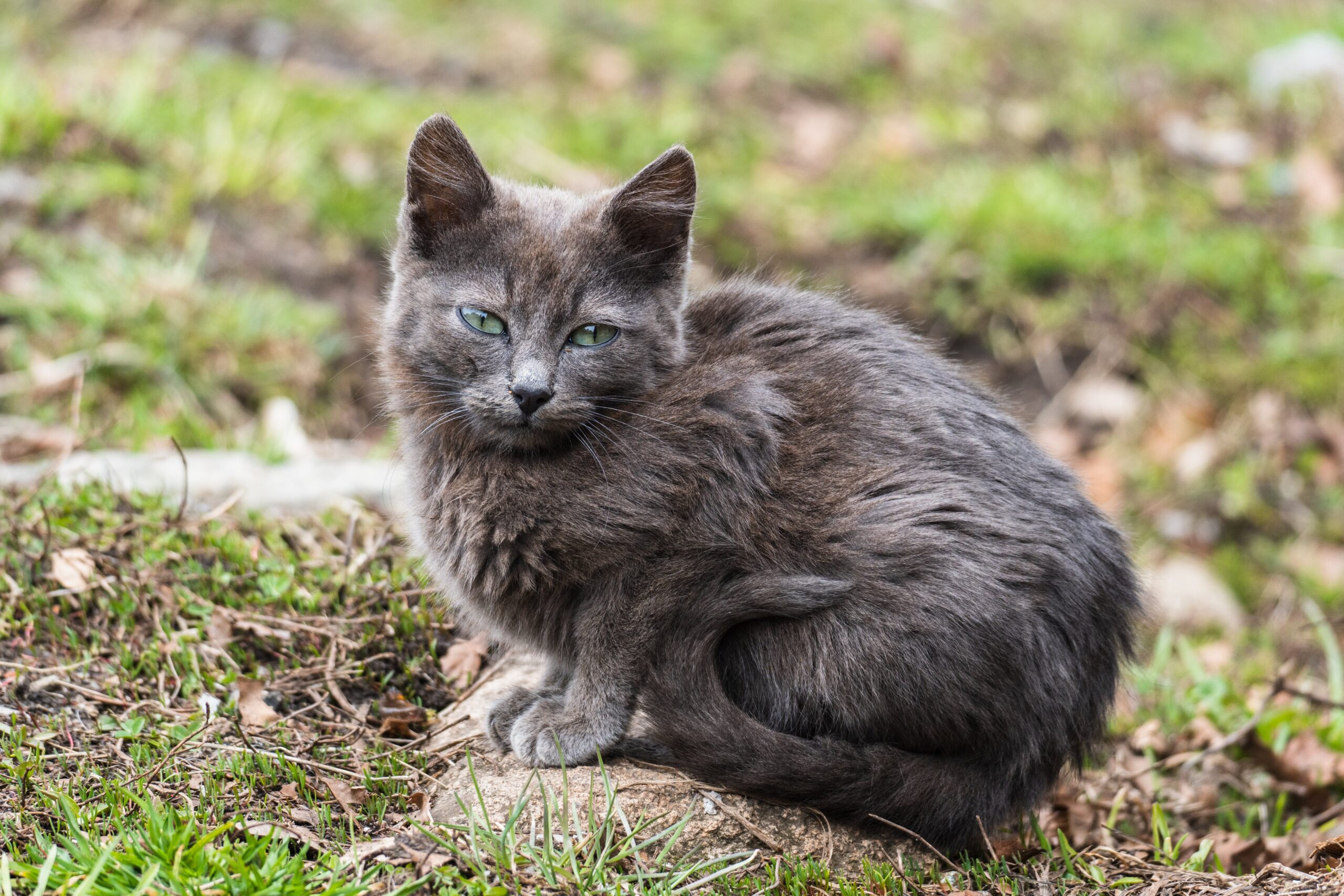 gatto in giardino