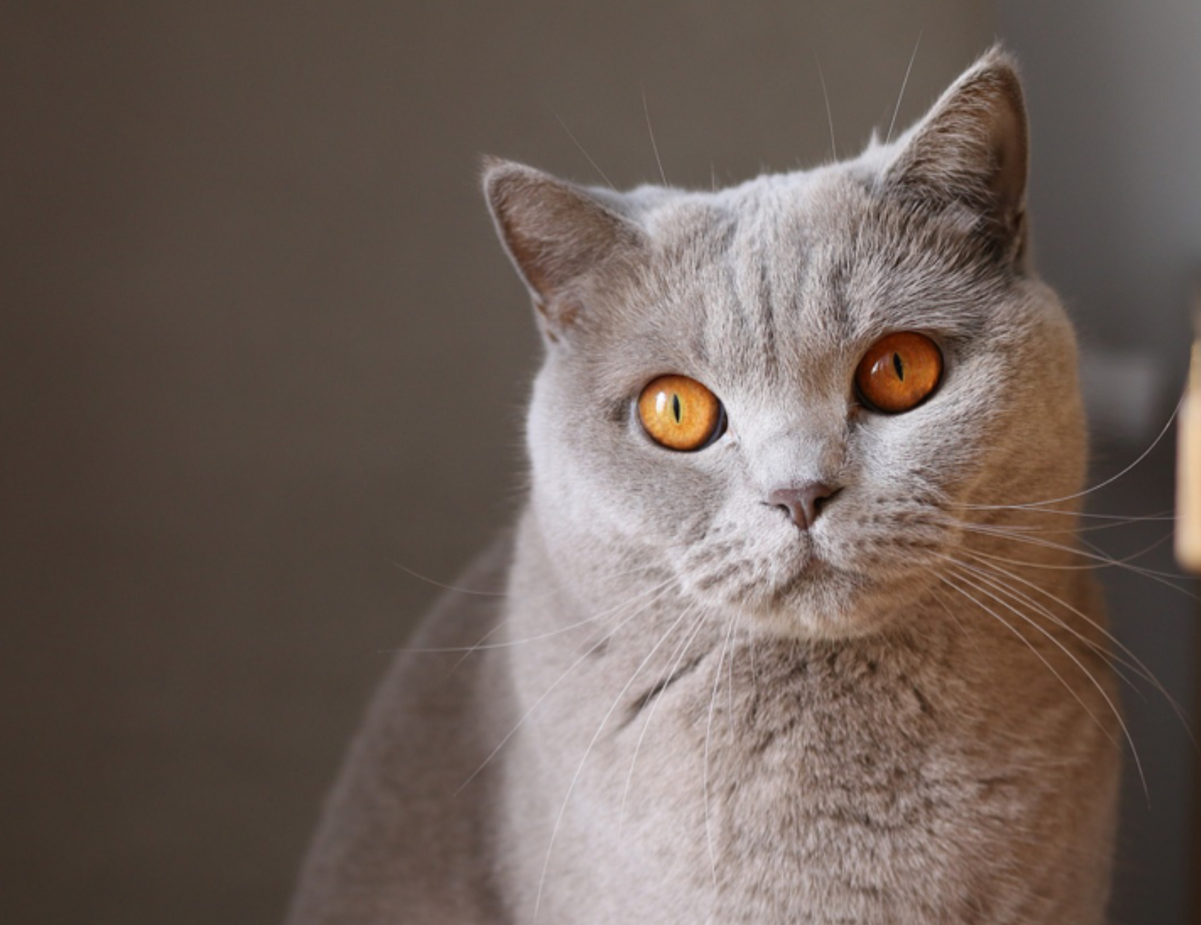 Gatto con gli occhi arancioni