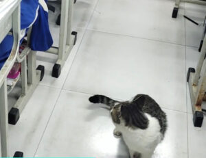 Il gatto gira per la classe e ogni volta sceglie un alunno con cui passare il tempo facendosi coccolare