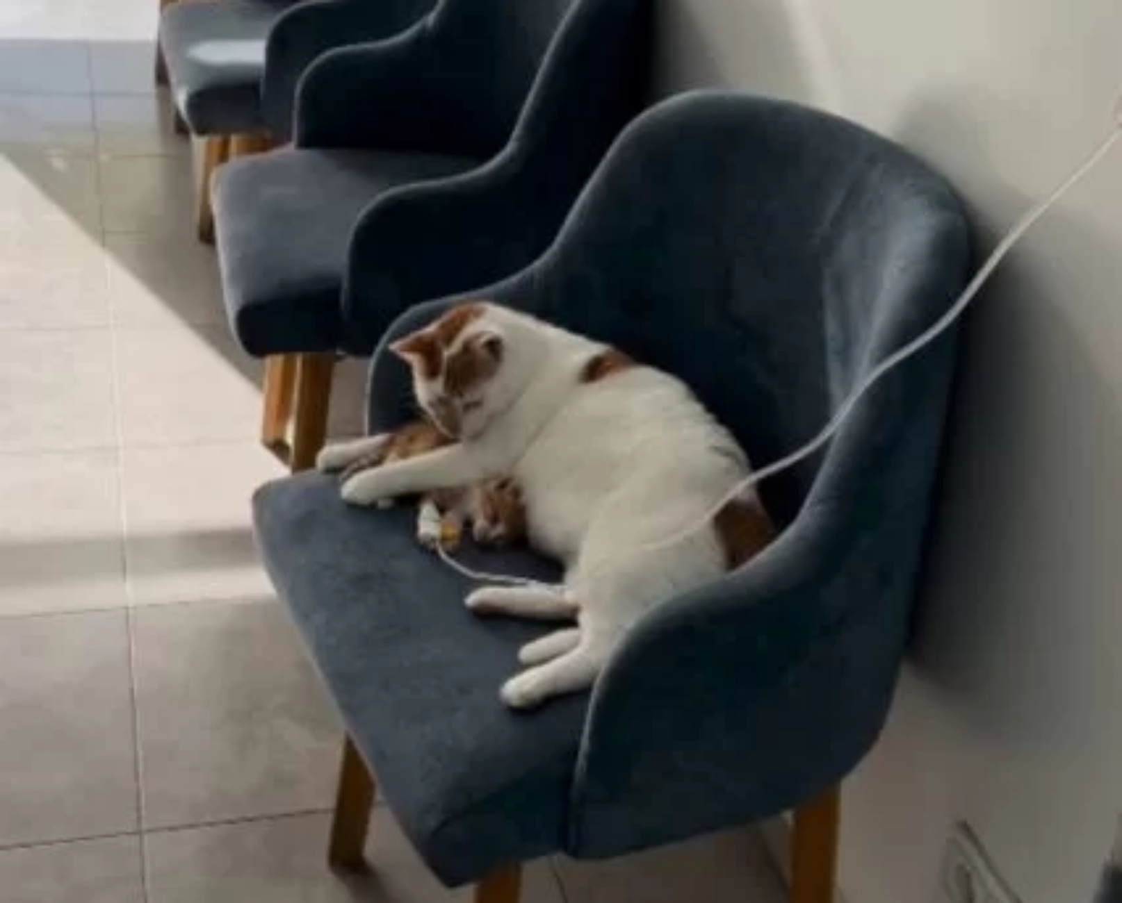 papà gatto e gattino in ospedale