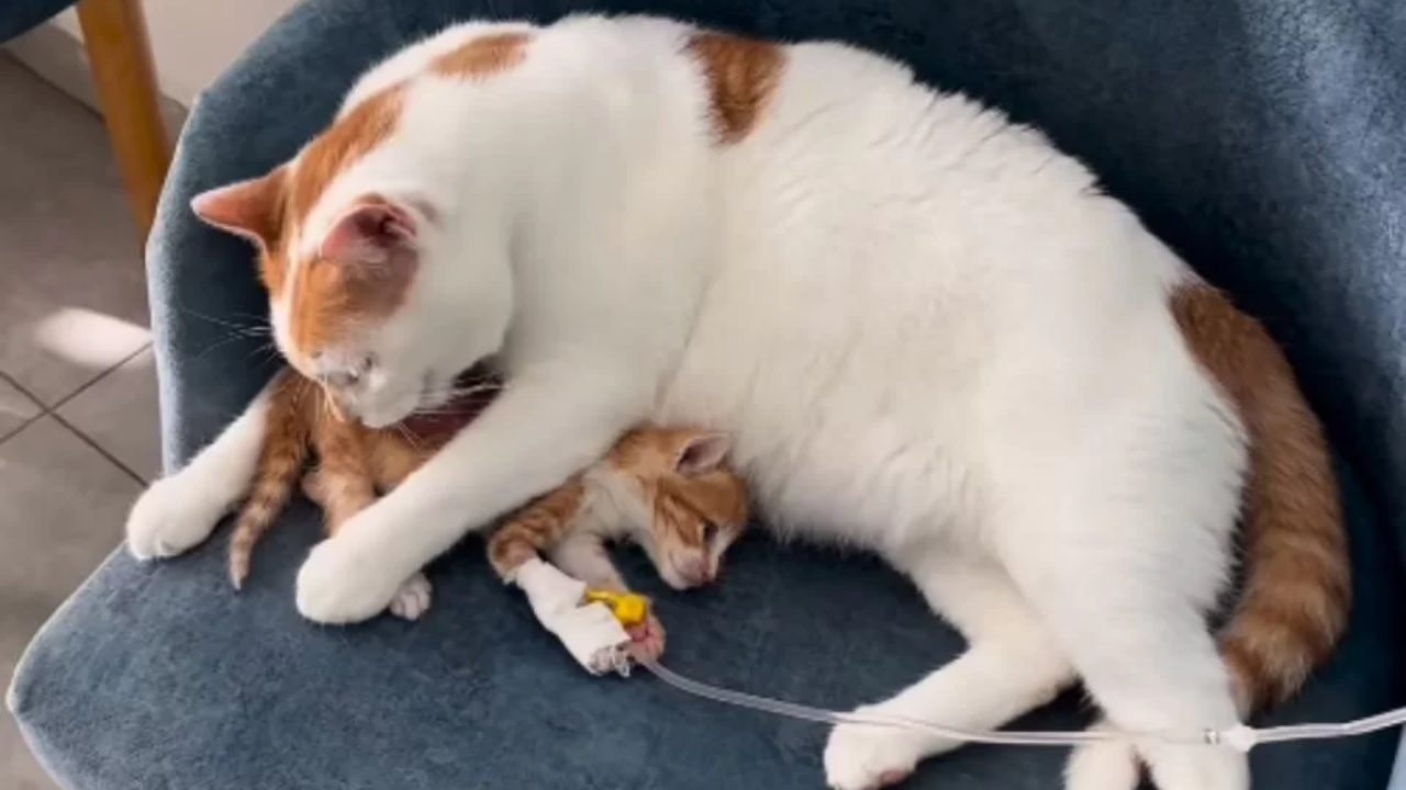 gattino in ospedale e papà felino