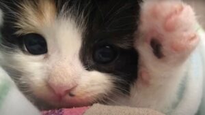 Il piccolo gattino con una zampetta rotta ha trovato speranza e felicità quando meno se l’aspettava