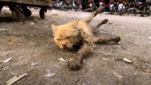 Il povero gatto stava vivendo i suoi ultimi momenti sul ciglio della strada e nessuno sembrava aiutarlo