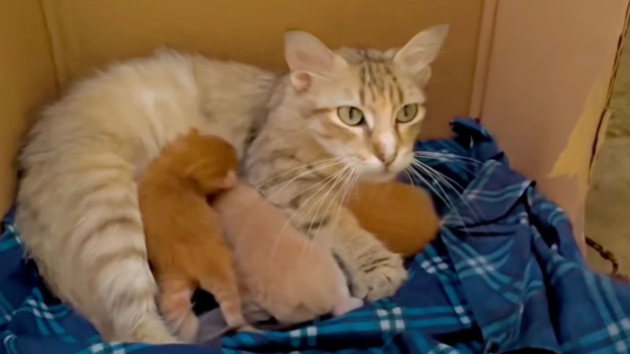 Mamma gatta con piccoli