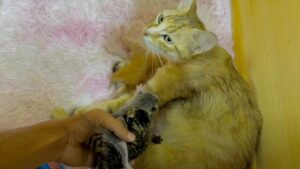 La dolce storia di una mamma gatta, salvata dopo aver adottato due gattini appena nati