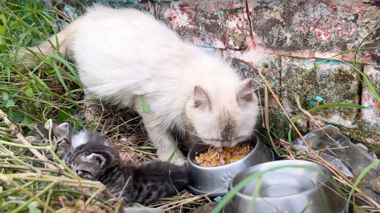 Gatti che mangiano