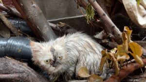 La pioggia battente obbliga mamma gatta ad affrontare la strada, ma nessuno la aiuta nonostante il suo micino