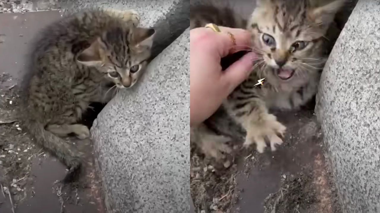 Gattino salvato