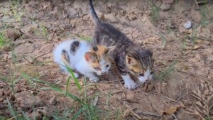 Li hanno salvati da un giardino, in condizioni pietose: finalmente i gattini vivono momenti di pura gioia
