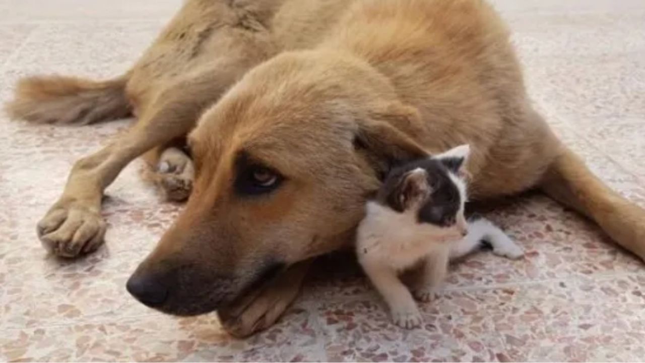 splendida famiglia