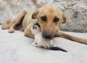 L’incontro fra questo gattino e il cane che ha perso la sua cucciolata è il più grande gesto d’amore che ci sia