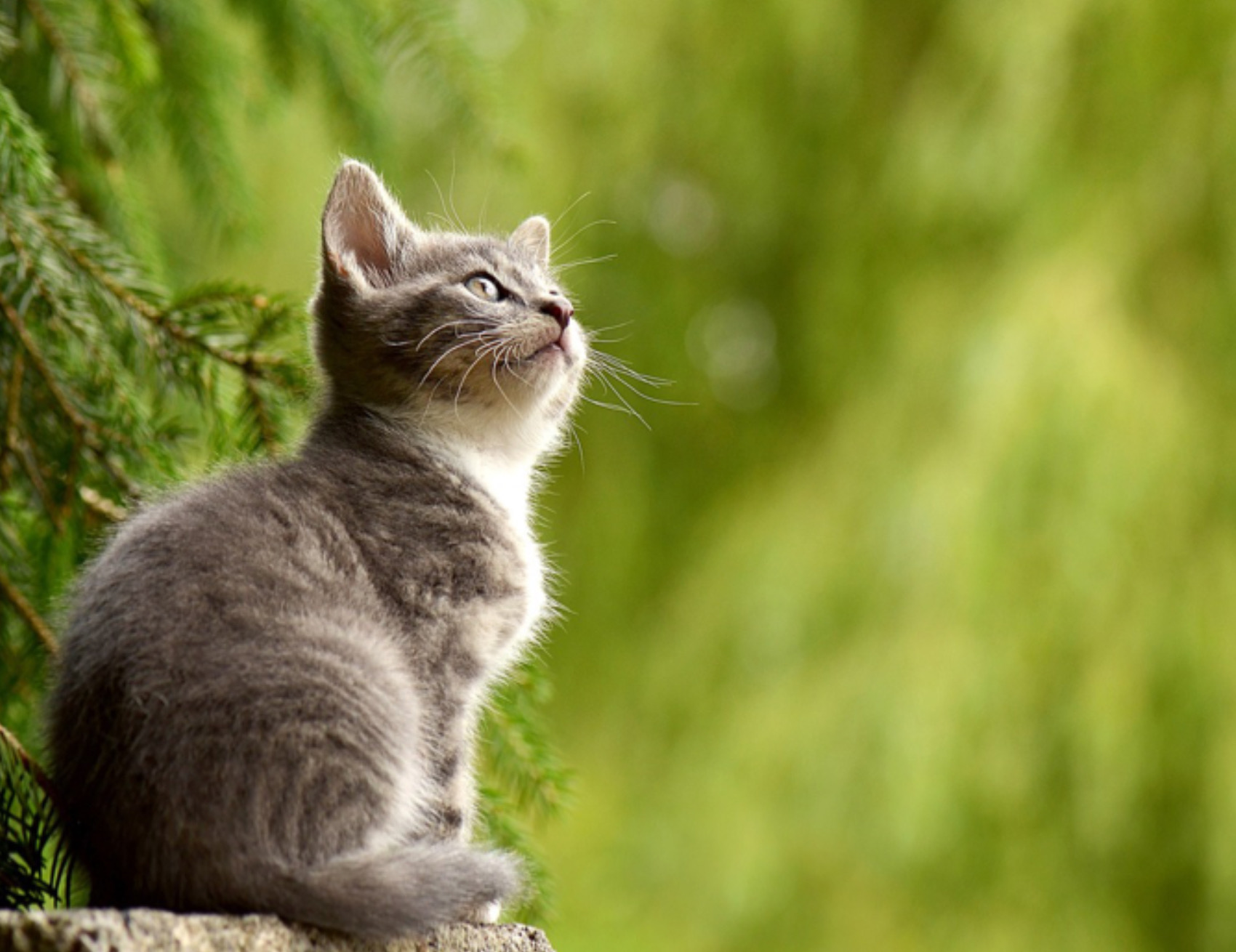 Gatto guarda in alto