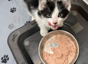 Lo hanno salvato per miracolo: questo gattino polidattilo con una strana pelliccia era spacciato